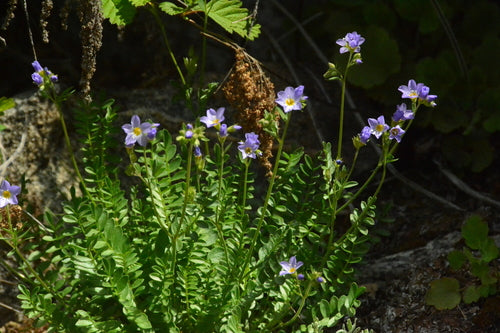 Jacobs ladder — foto 4 van 11