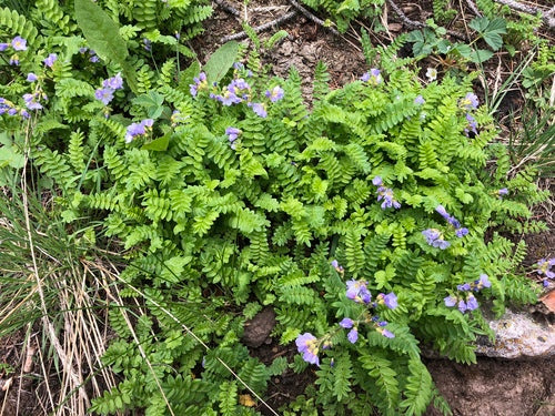 Jacobs ladder — Bild 3
