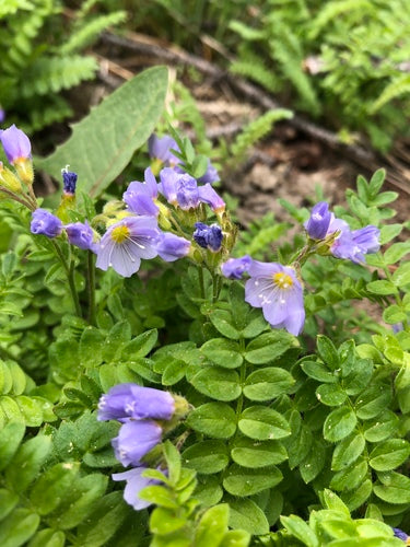 Jacobs ladder — Bild 2