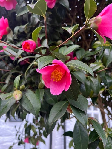 Japanse camelia — Bild 3