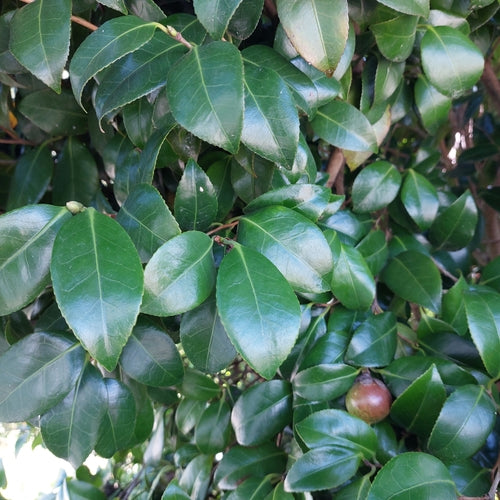 Japanse camelia — Bild 2