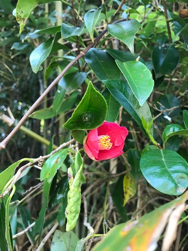 Japanse camelia — Bild 5