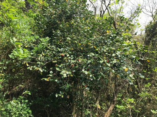 Japanse camelia — Bild 4