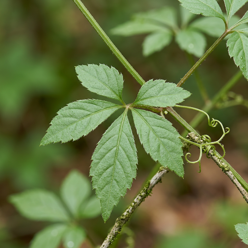 Jiaogulan (Gynostemma pentaphyllum), AI-illustratie