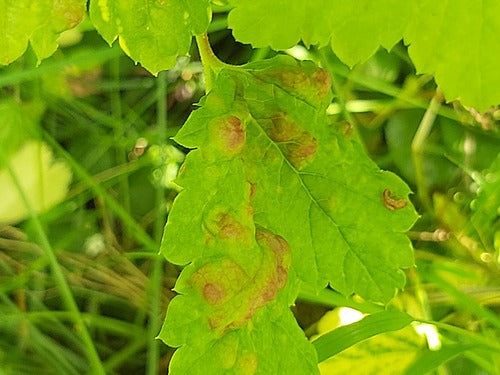 Bessenbladluis — Bild 3