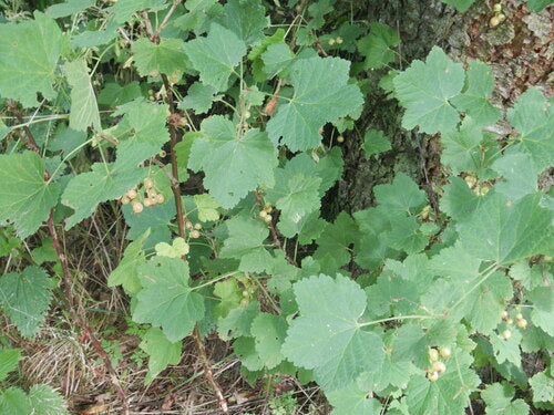 krenten — Bild 5