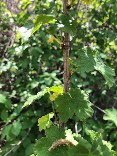 krenten — Bild 2