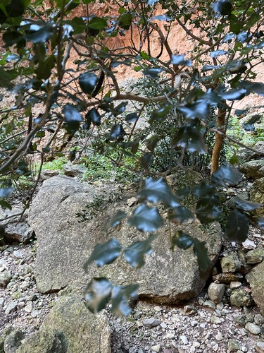 Johannesbroodboom — Bild 4