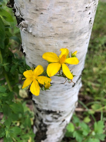 Johanniskraut - Bild 1