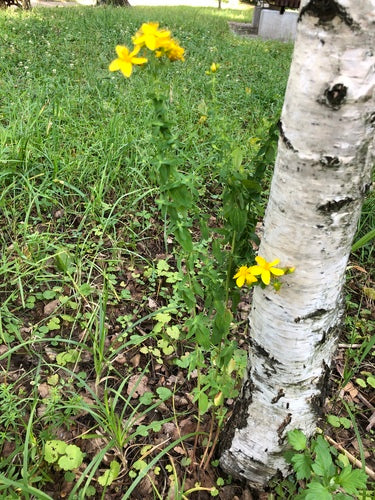 Johanniskraut - Bild 6