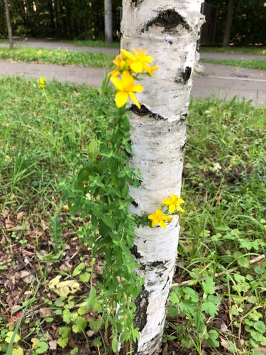 Johanniskraut - Bild 2