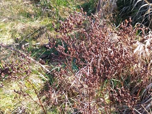 Johanniskraut - Bild 7