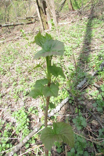 Jostabes — Bild 4