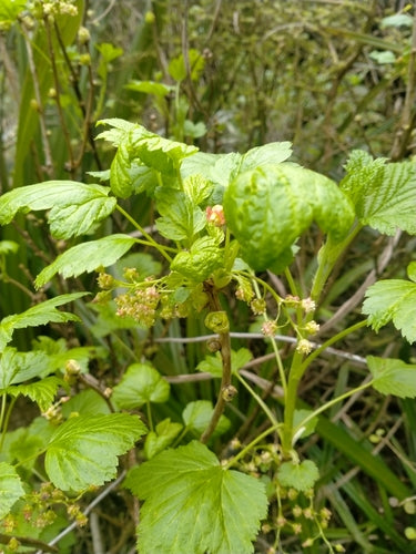 Jostabes — Bild 3