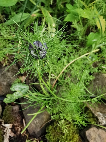 Maagd in het groen — Bild 2