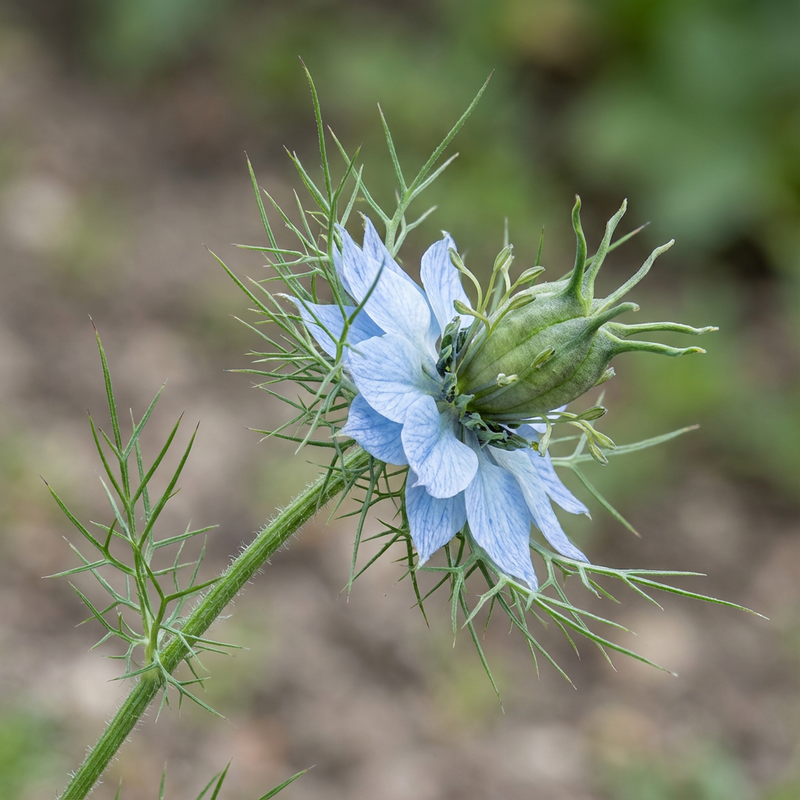 Maagd in het groen