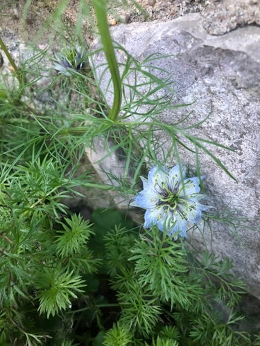 Maagd in het groen — Bild 3