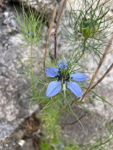 Maagd in het groen — Bild 4
