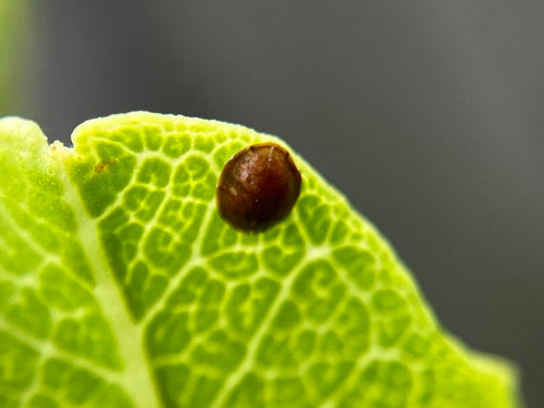 Koffieschaal insect — Bild 4