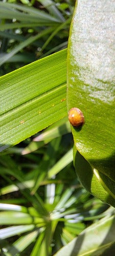 Koffieschaal insect — foto 4 van 11