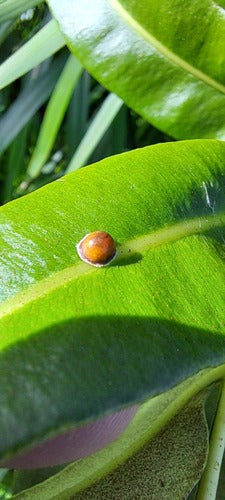 Koffieschaal insect — foto 5 van 11