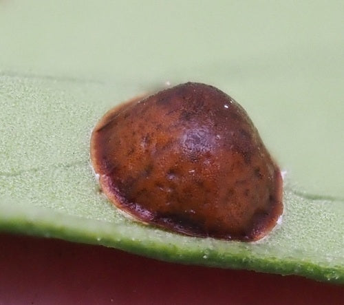 Koffieschaal insect — Bild 5