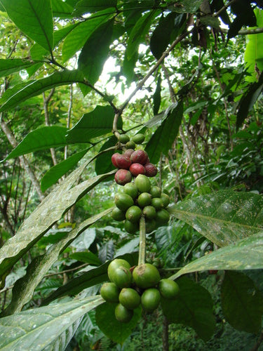 koffie plant — Bild 5