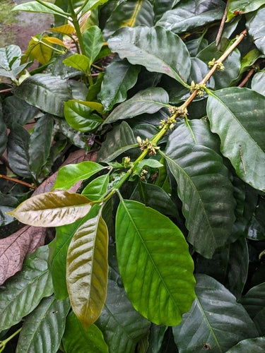 koffie plant — Bild 4