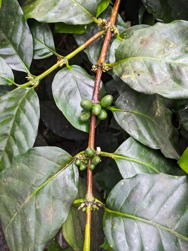 koffie plant — Bild 3