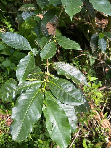 koffie plant — Bild 2