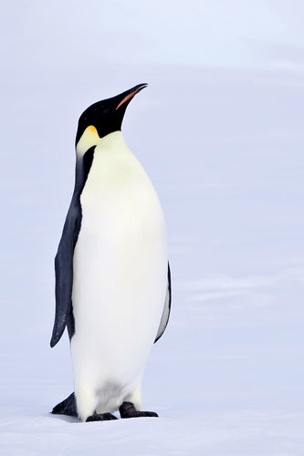 Keizerspinguïn — Bild 5