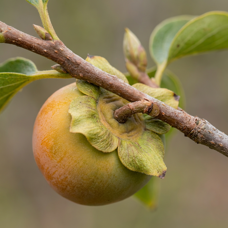 Persimmon boom
