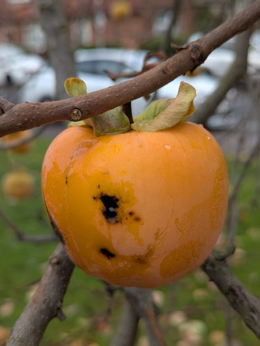 Persimmon boom — Bild 5