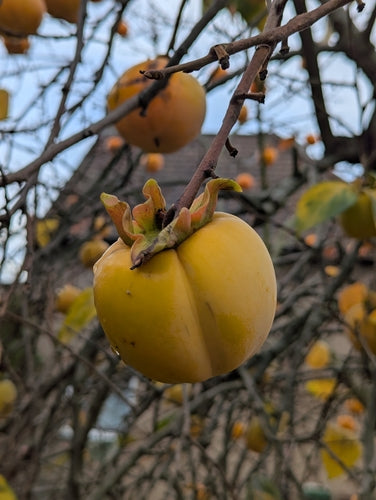 Persimmon boom — Bild 4