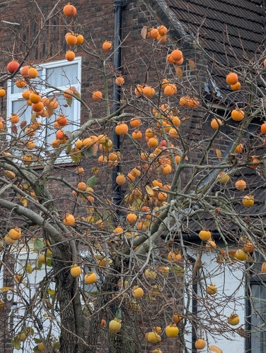 Persimmon boom — Bild 3