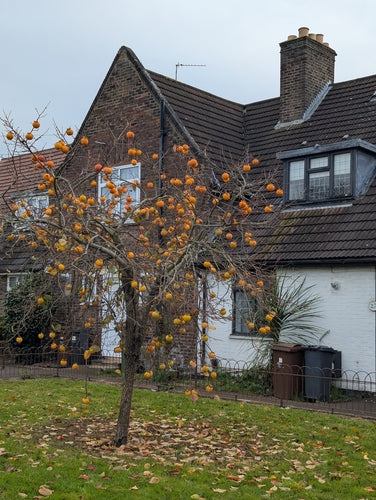 Persimmon boom — Bild 2