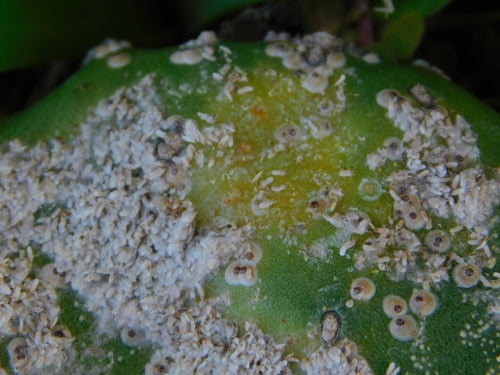 Cactusschaal insect — Bild 5