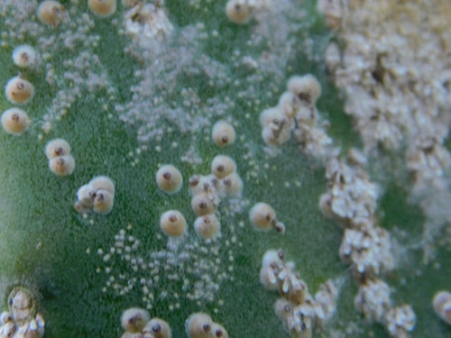 Cactusschaal insect — Bild 1