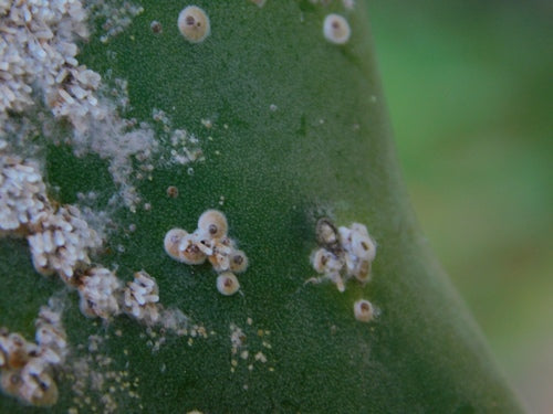 Cactusschaal insect — Bild 2