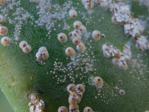 Cactusschaal insect — Bild 3