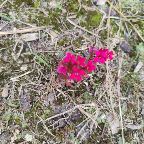 Kalanchoë — Bild 2