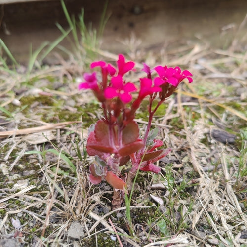 Kalanchoë — Bild 1