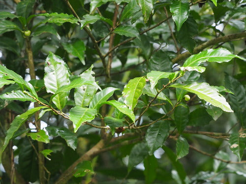 camelia — foto 5 van 8