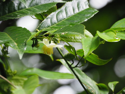 camelia — Bild 4