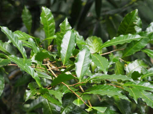 camelia — Bild 3