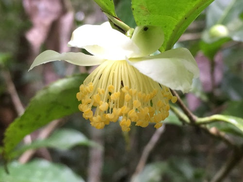 camelia — foto 1 van 8