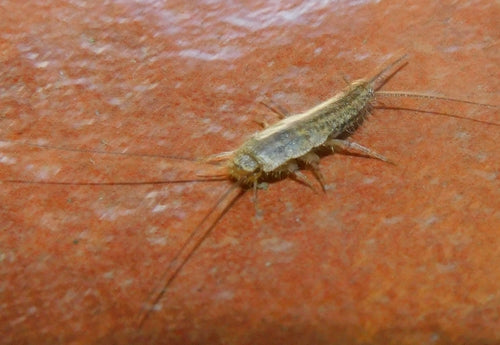 Gekuifde vis — Bild 5