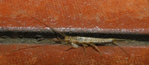 Gekuifde vis — Bild 4