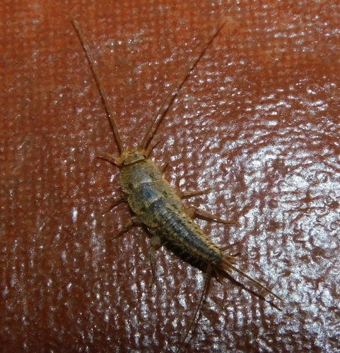 Gekuifde vis — Bild 3