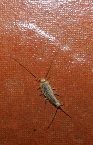 Gekuifde vis — Bild 2